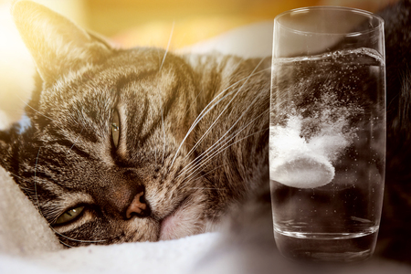 酔っ払い猫の写真 イラスト素材一覧 232件 ストックフォトのamanaimages Plus