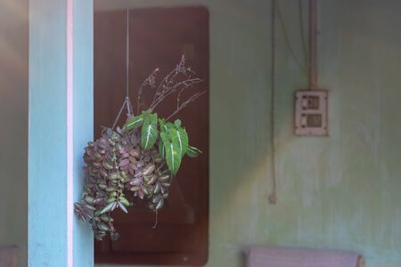 Single Hanging Garden Pot with creeper and Elephant ear plant in an old porch, nostalgic lifeの写真素材