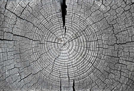 Fragment of the wall of an old wooden house. The end of a log. Weathered, rough surface. A lot of small cracks. Daylight. Macro photography. Close-up. Clear details at high magnification.の写真素材