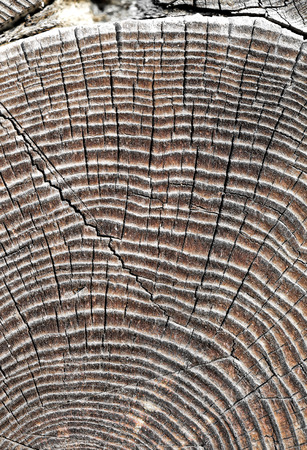 Fragment of the wall of an old wooden house. The end of a log. Weathered, rough surface. A lot of small cracks. Daylight. Macro photography. Close-up. Clear details at high magnification.の写真素材