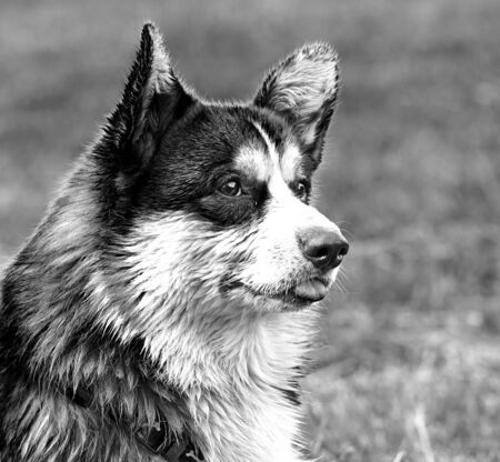 Welsh Corgi Pembroke on the lawn dries after swimming.の写真素材