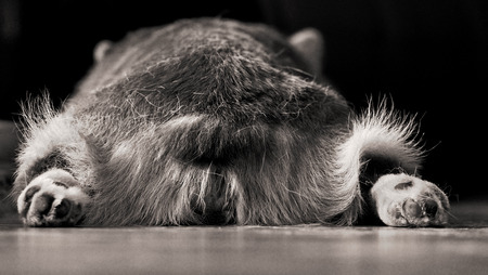 Fed tired Corgi resting outstretched paws. Back view. Sepia.の写真素材