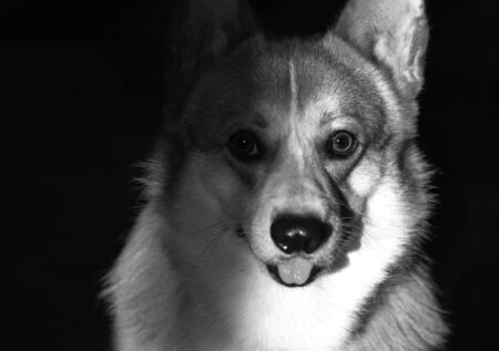 Portrait  of Welsh Corgi Pembroke in the rays of sunlight. Adult, healthy, clean, intelligent dog. Serious facial expression. Copy space to add text.の写真素材
