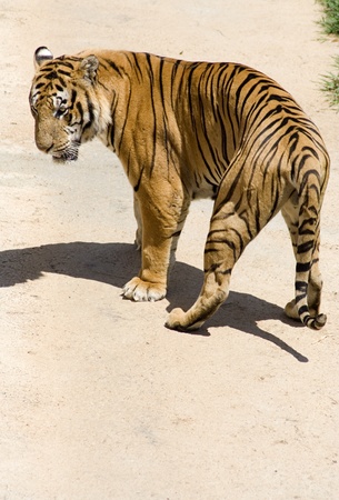 Tigre. Dangerous animal の写真素材