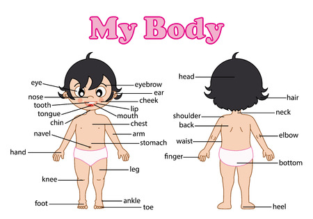 illustration of isolated vocabulary part of body on whiteのイラスト素材