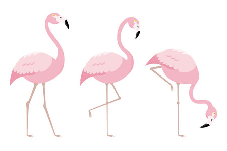 set of flamingo birds. vector isolatedのイラスト素材