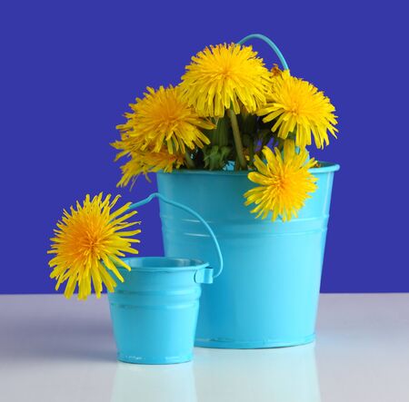 dandelions in the children's buckets の写真素材
