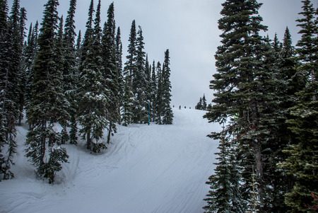 Aerial view of evergreen trees in deep snow of Whistler mountainの写真素材