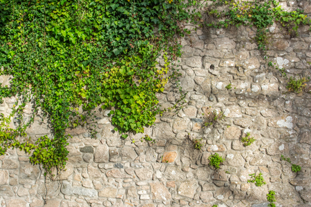 Textured old stone wall half covered with bright green leafy plantsの写真素材