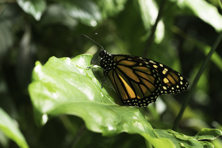 Monarch Butterfly on Green Foliage with folded wingsの写真素材