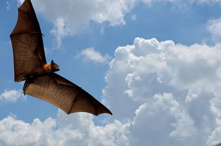 Flying bat