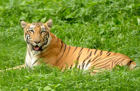 Tiger in a green grass.