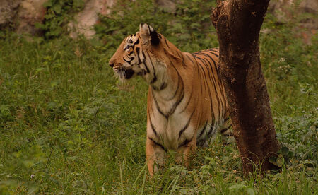 Tiger beside a tree in a forestの写真素材