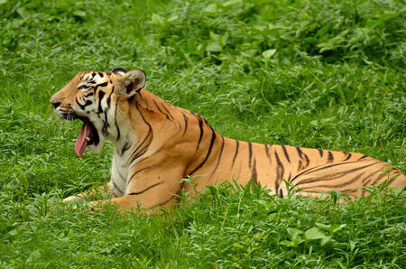 tiger lying on green grassの写真素材