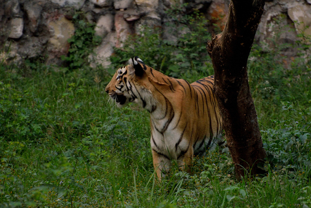 Tiger standing beside a treeの写真素材