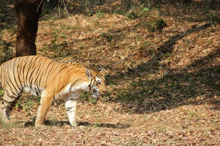Tiger walking in a forest.の写真素材