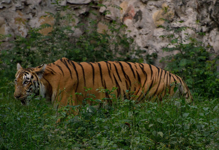 Bengal tiger in a big grass.の写真素材