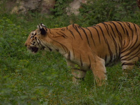 Bengal tiger in a forest.の写真素材