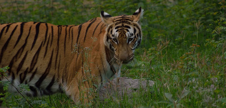 Bengal tiger standingの写真素材