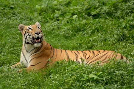 Tiger lying on green grassの写真素材