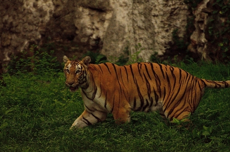 Tiger jumping near a stone structureの写真素材