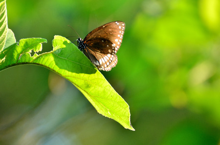 Monarch Butterfly on leaveの写真素材