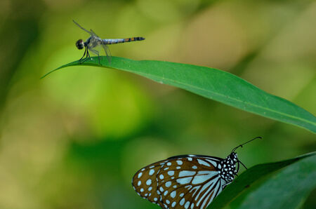 Butterfly and dragonflyの写真素材