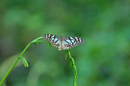 Butterfly on a green plantの写真素材