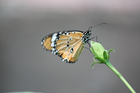 Monarch Butterfly on a green budの写真素材