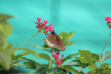 Monarch Butterfly on red flower