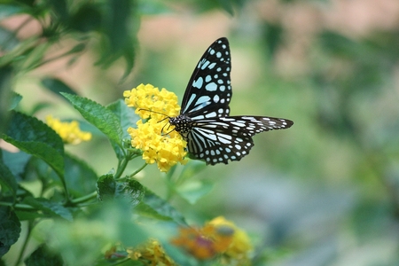 Monarch butterfly collecting honey from yellow flowerの写真素材