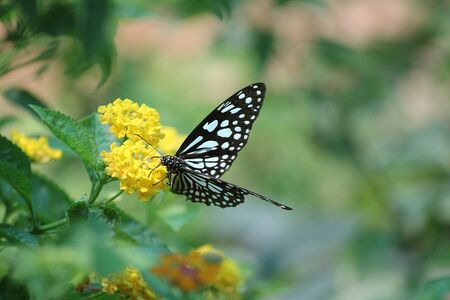 Monarch butterfly collecting honey from yellow flowerの写真素材