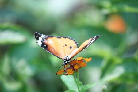 Butterfly collecting honey from flowerの写真素材