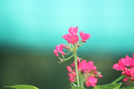 Red flower on a small treeの写真素材