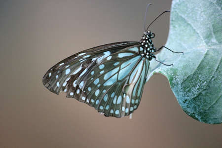Butterfly on leaf - a close viewの写真素材