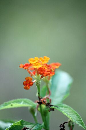 Red flower on a small treeの写真素材