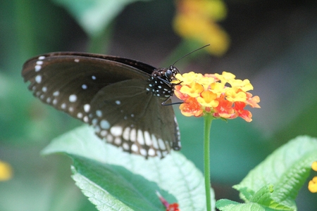 Butterfly collecting honey from flowerの写真素材