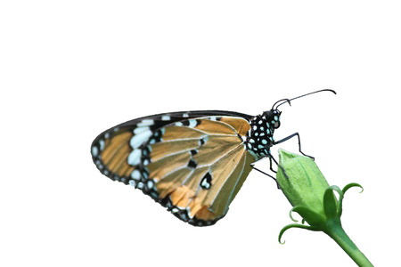 Monarch Butterfly on white backgroundの写真素材