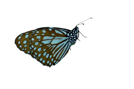 Monarch Butterfly on white backgroundの写真素材