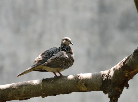 Bird of Thailand in a treeの写真素材