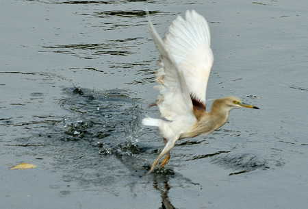 Heron flying in a pond.の写真素材