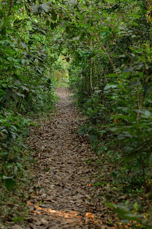 Road between forestの写真素材