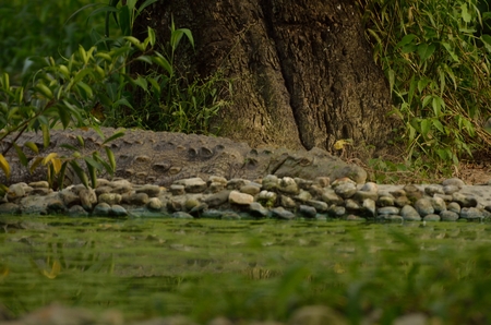 Crocodile resting near a riverの写真素材
