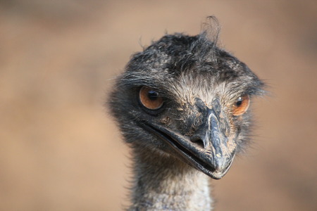 Emu bird looking towards camera: a close-up view