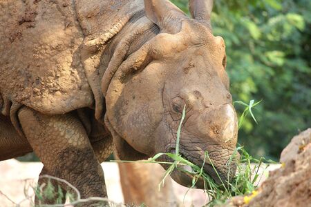 Rhinoceros eating green grassの写真素材