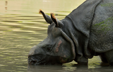 Rhinoceros drinking water from a riverの写真素材