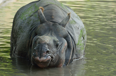 Rhinoceros relaxing in a riverの写真素材