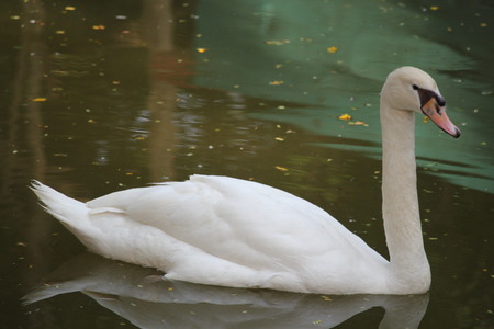 White swan swimming on a lake on polluted waterの写真素材