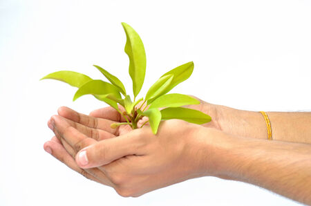 Human hand saving beginning of tree on white backgroundの写真素材