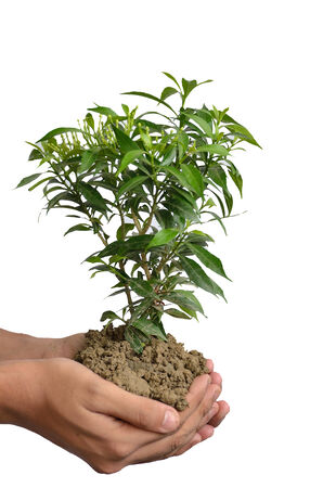 Human hand holding green tree with soil represent savingsの写真素材